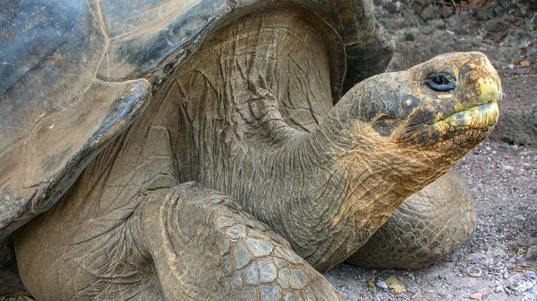 Lonsesome George the Pinta giant tortoise is seen laying on a dirt floor
