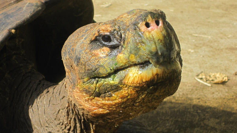 The head of Lonsesome George the Pinta giant tortoise is seen in closeup