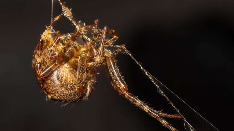 A closeup shot of a pirate spider spinning on a web