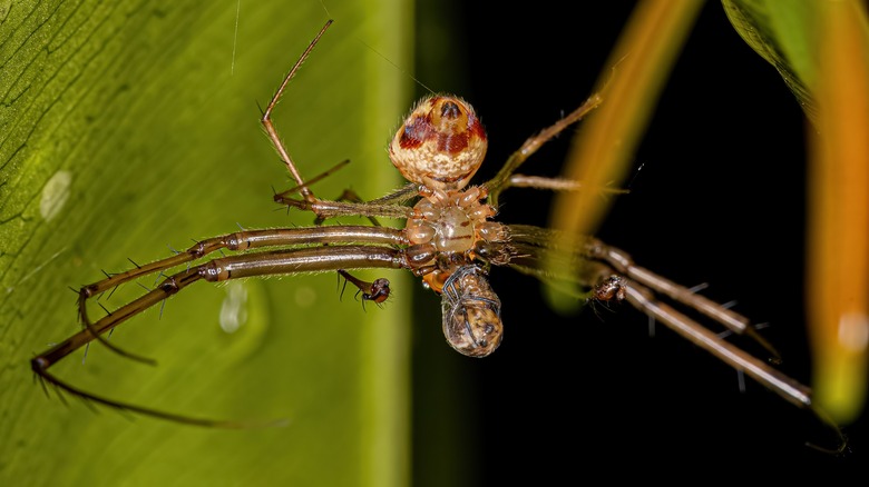 A small male pirate spider of the genus Gelanor preys on a spider