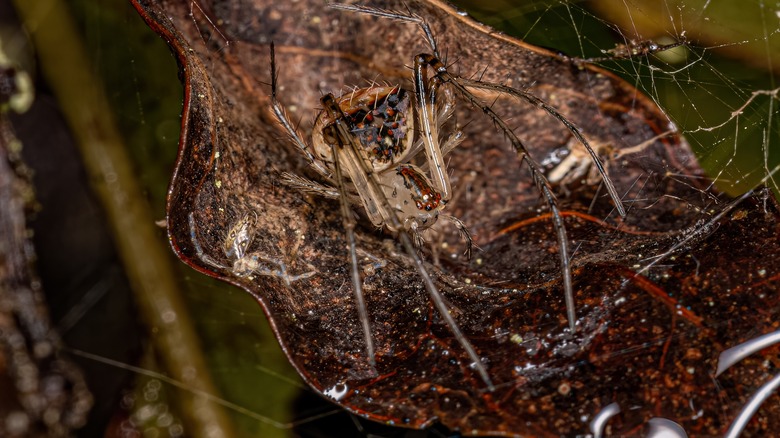 A pirate spider is seen in closeup sitting on a leaf