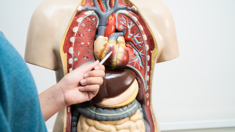 Anatomical model of the human body, with a person highlighting the heart
