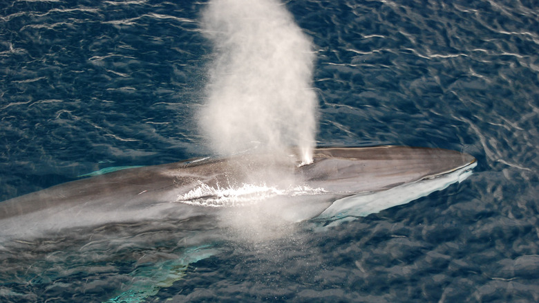 A fin whale blowing.