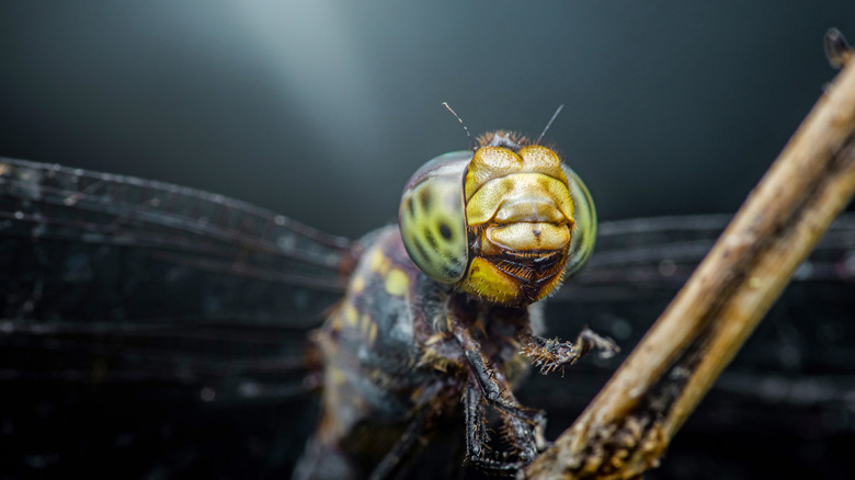 closeup image of a dragonfly's face