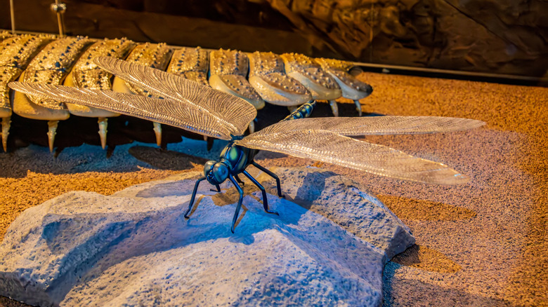 scale model of Meganeuropsis next to Arthropleura