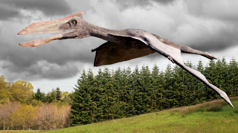 pterosaur in fligh