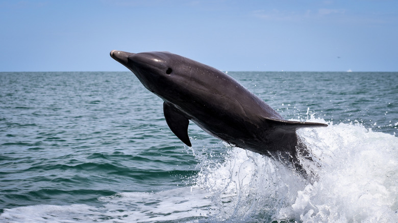 A bottlenose dolphin jumping in the wake of a boat