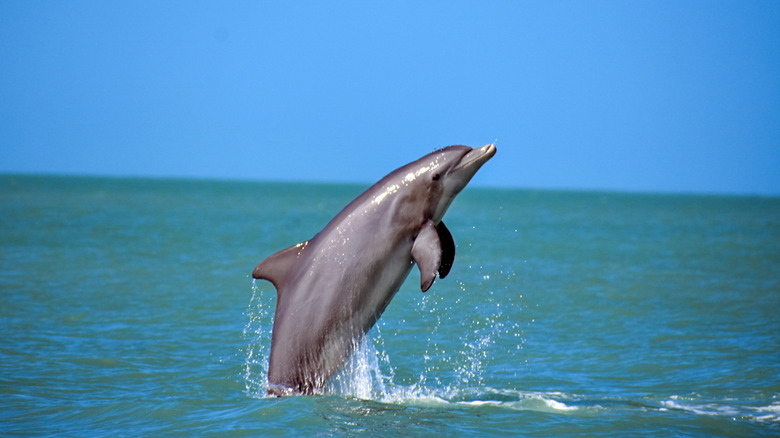 A dolphin jumping out of water on the shores of Captiva Island, Florida