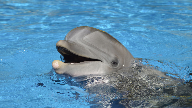 A bottlenose dolphin is seen with its head above water