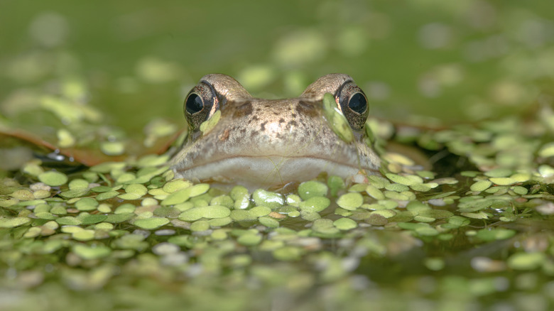 Close-up of frog's face in a pond