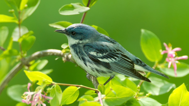 A cerulean warbler sits on a branch among leaves