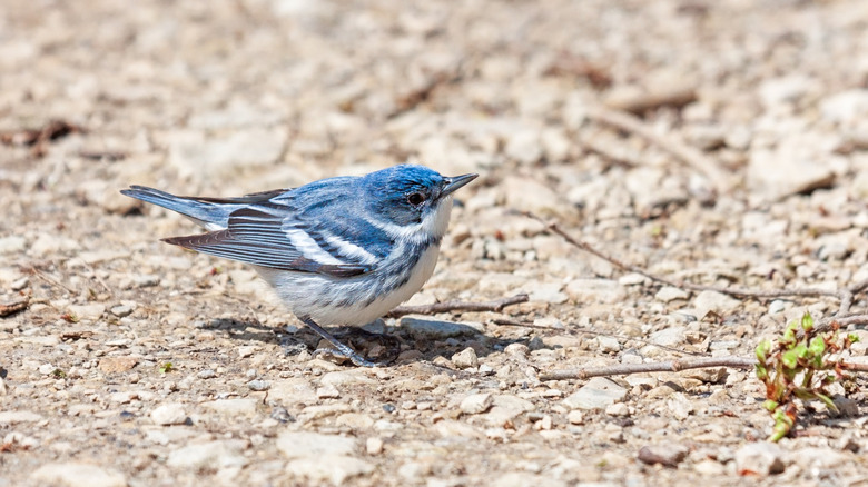 cerulean warbler searching for food on a limestone path
