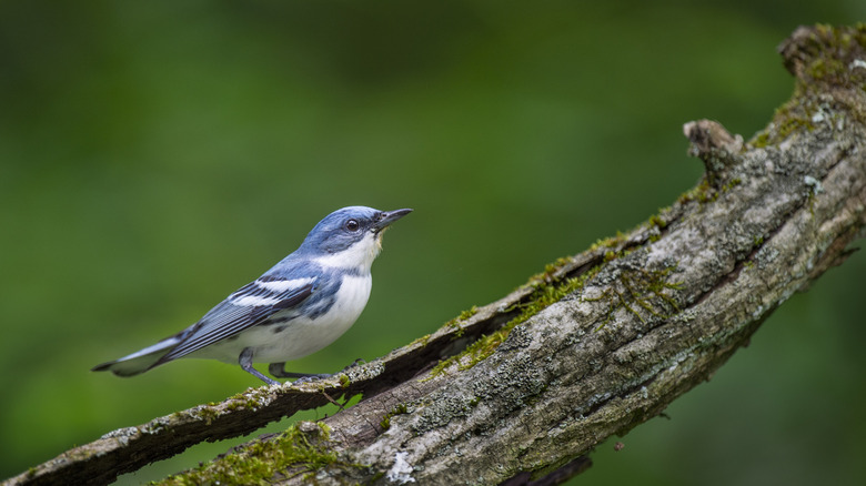 A cerulean warbler perched on a textured log in soft overcast light with a smooth green background