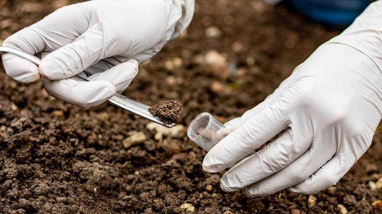 Researcher collecting a soil sample for testing