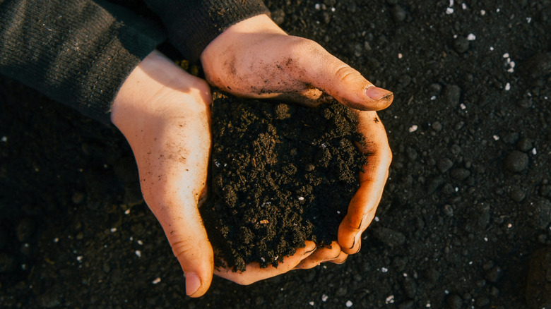 Close-up of hands cupping dark, fertile topsoil