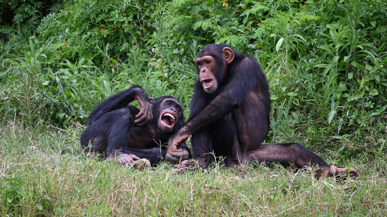 two chimpanzees socializing