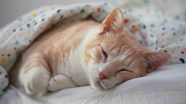A cat sleeping in a bed under a blanket.