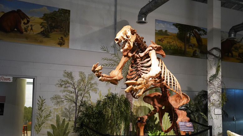 Skeletal remains of giant ground sloth
