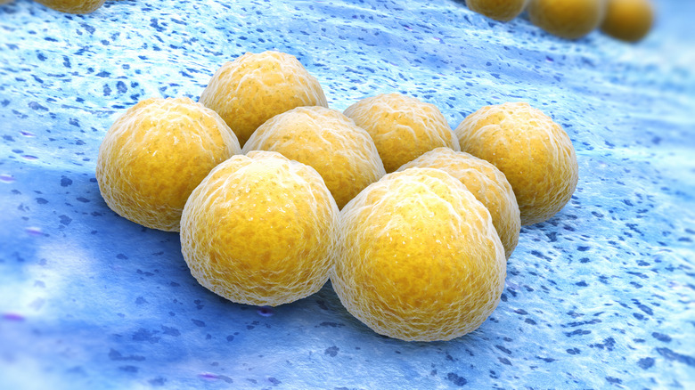 Close-up of Staphylococcus aureus
