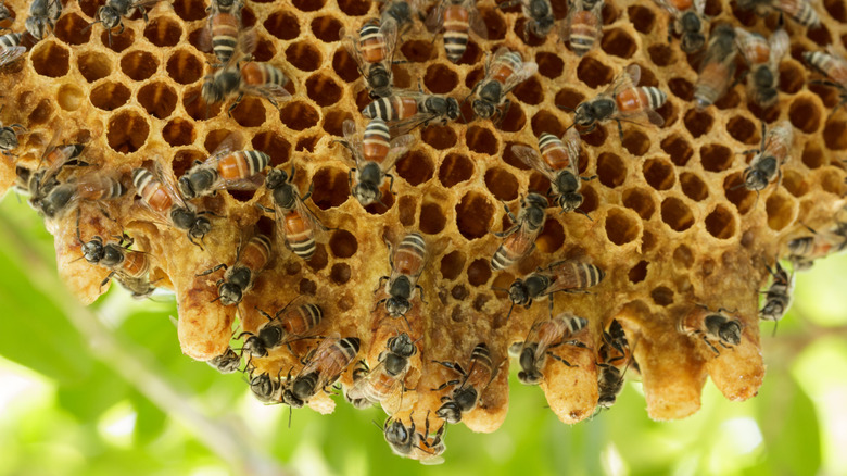Bees hard at work on their honeycomb hive