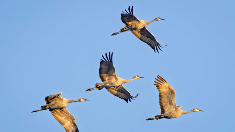 A group of sandhill cranes flying