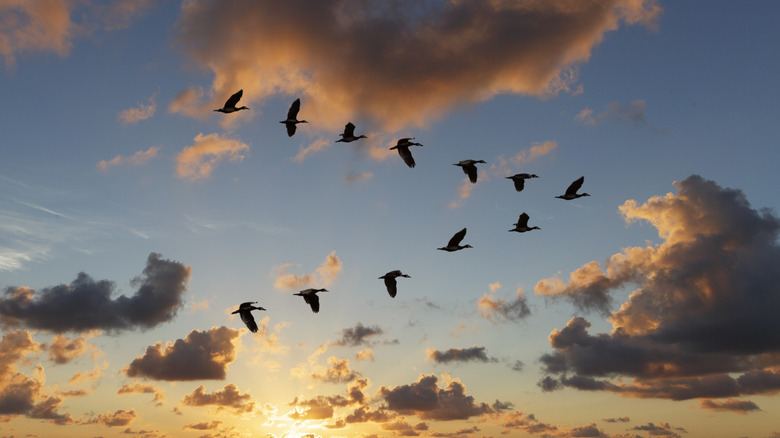 Birds flying in a V shape at dusk