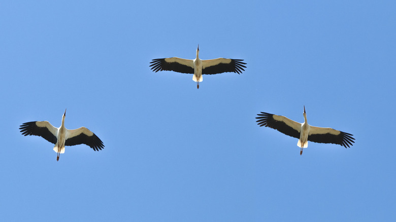 Three cranes flying in a V formation pictured from below