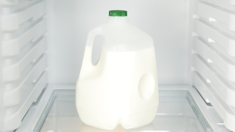 Gallon milk jug alone on a refrigerator shelf with the dimple visible
