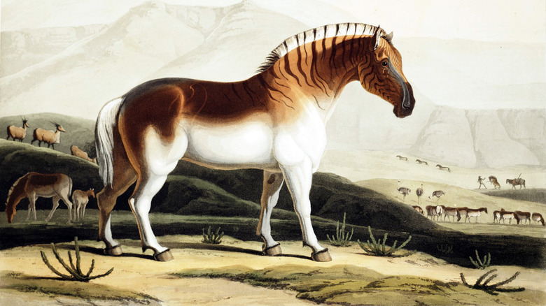 painting of a quagga