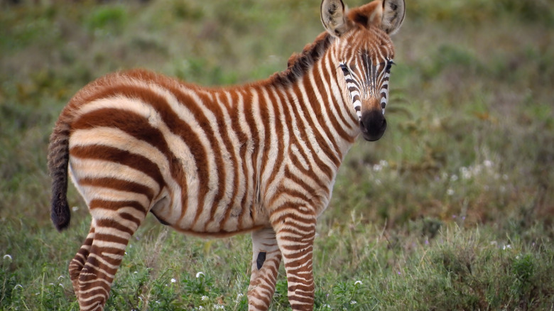 zebra foal with brown stripes