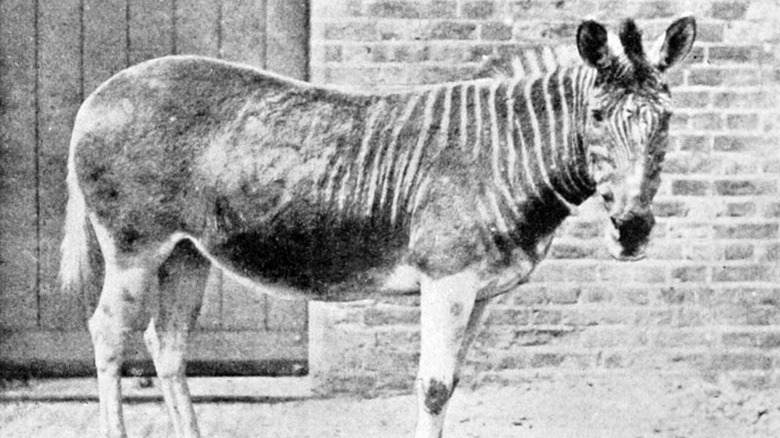male quagga in captivity