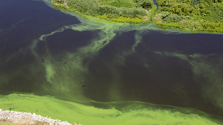 An aerial view of Lake Okeechobee.