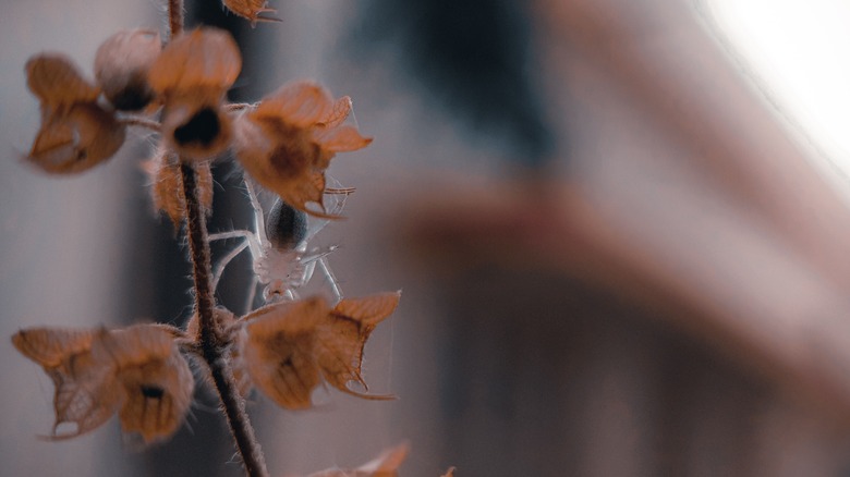 A scytodes thoracica spider climbs on a plant
