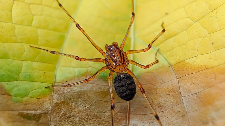 A Scytodes thoracica spider is seen on a leaf in closeup