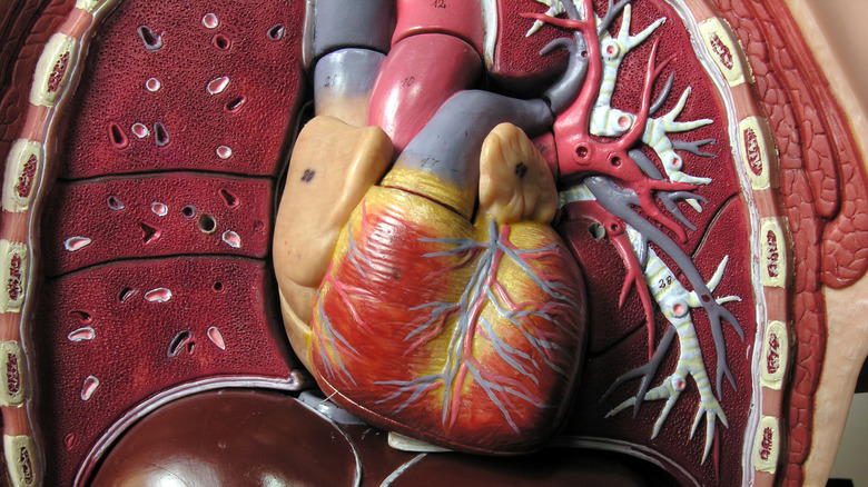 Model of organs of the human body