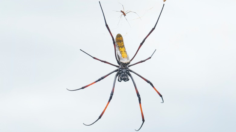 A red-legged golden orb-weaver spider sits in a web that clearly shows the golden hue of the spider's silk