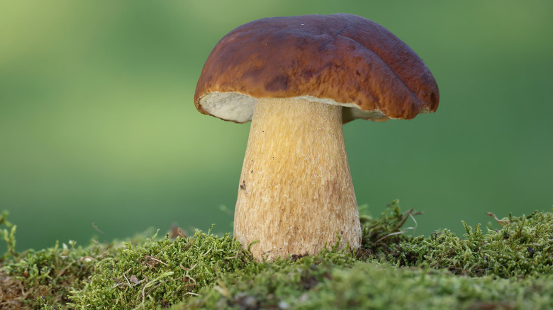 Bolete mushroom close up photograph