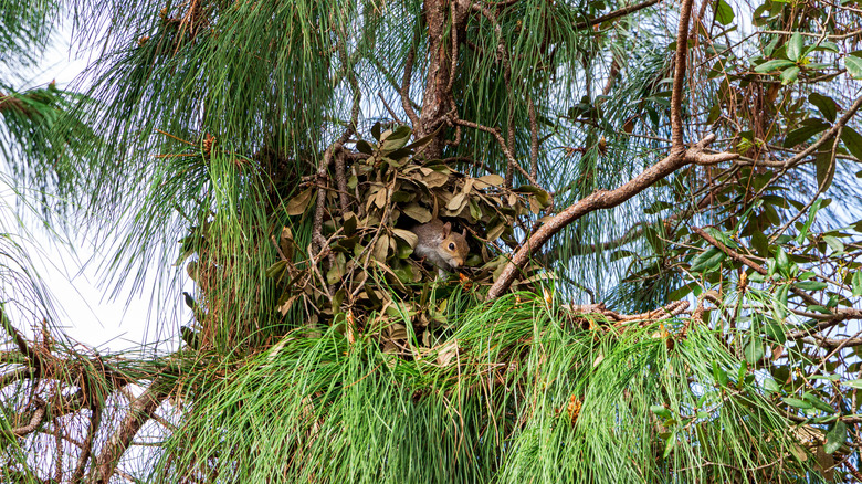 A squirrel emerging from a drey