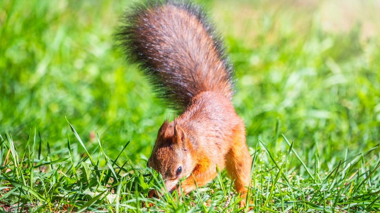 Red squirrel digging in grass