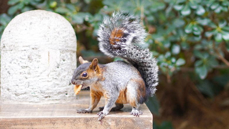 Squirrel flicking their tail with food in mouth