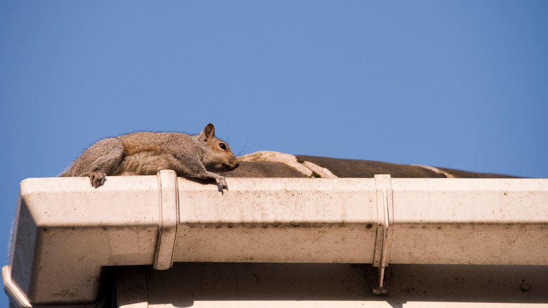 A squirrel on the roof of a home