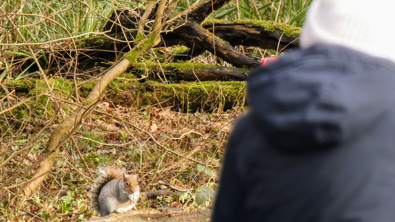 A person watching a squirrel