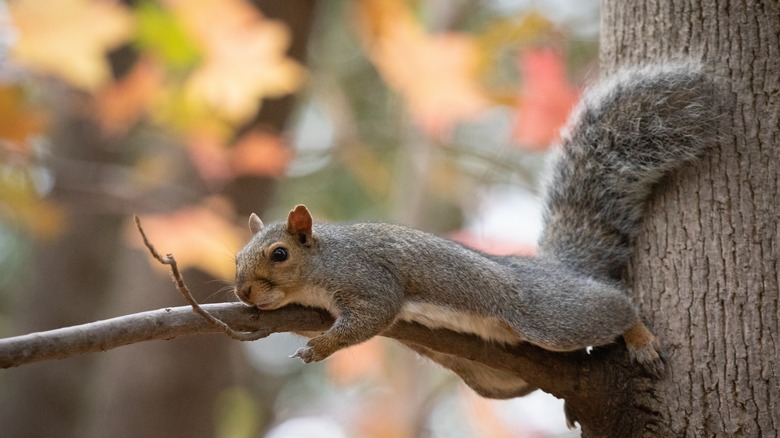 Squirrel lying on stomach on tree branch