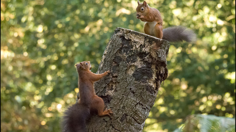 Two squirrels on a tree stump