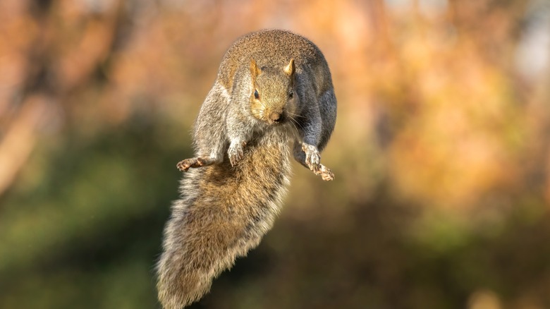 Eastern gray squirrel in mid-air