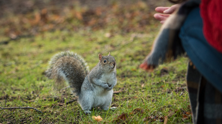 Squirrel walking up to a human
