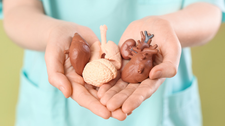 A nurse holding out models of human organs