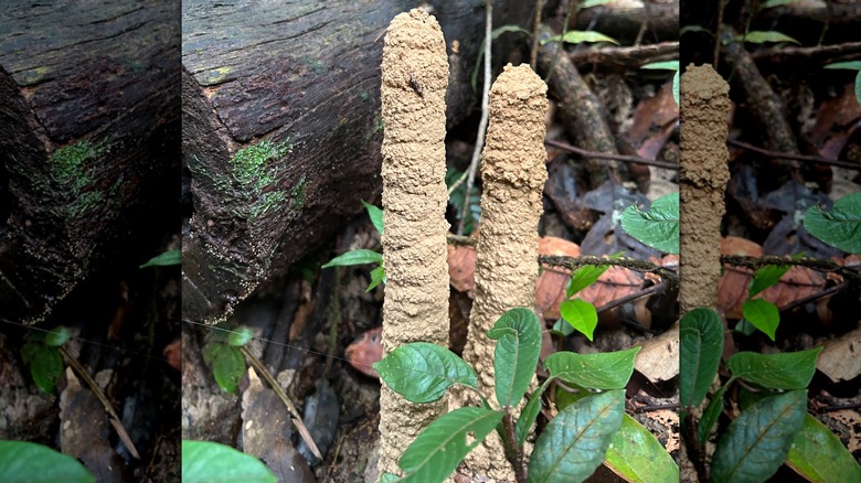 Two cicada towers built right next to each other, seemingly sharing the same base
