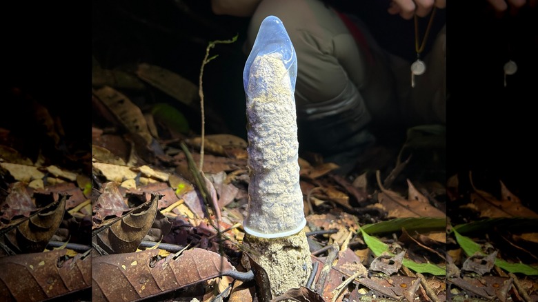 Cicada tower with a condom covering it