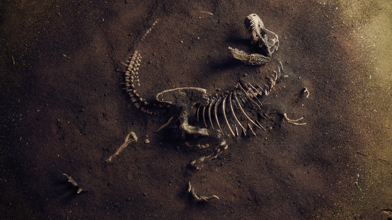 tyrannosaur bones in dirt